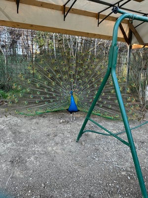 IMG_2914.jpeg